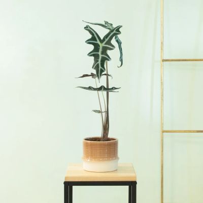 Alocasia Nobilis