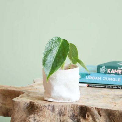 Philodendron Esmeraldense