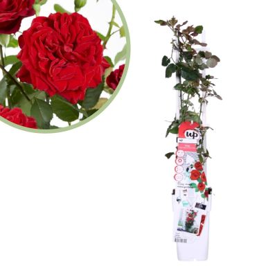 Rosa Crazy in love Red - Rode Klimroos - P15