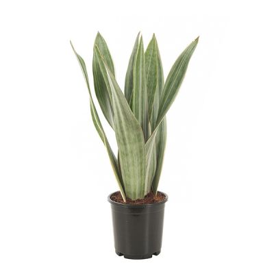 Sansevieria Metallica