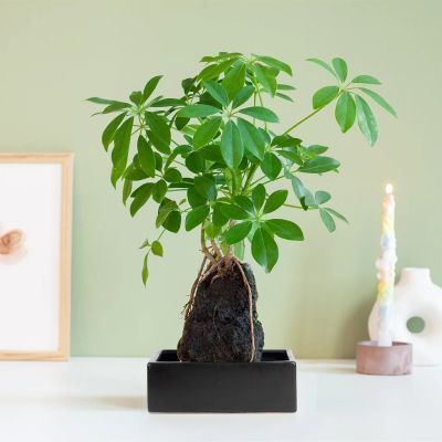 Schefflera-op-lava-steen-1024-1