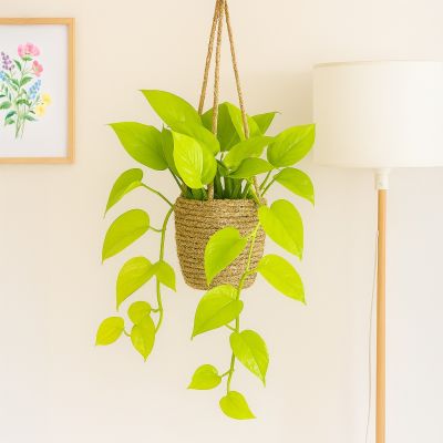 Epipremnum Golden Pothos