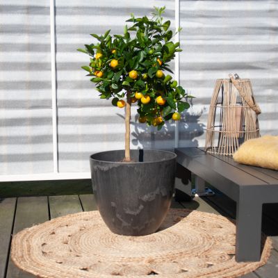 Solanum Evolvulifolium - P10