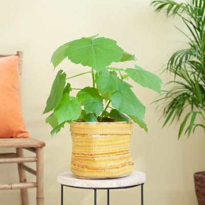 Solanum Evolvulifolium - P10