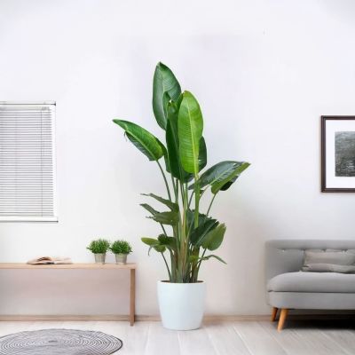 Strelitzia XXL