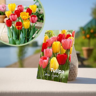 Tulpenbollen Darwin Hybride Mix