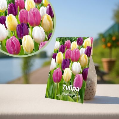 tulpenbollen regenboog mix