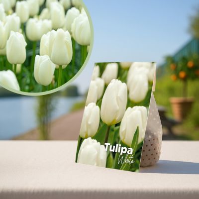 witte tulpenbollen