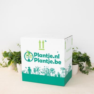 plantenvoordeelbox 6 stuks