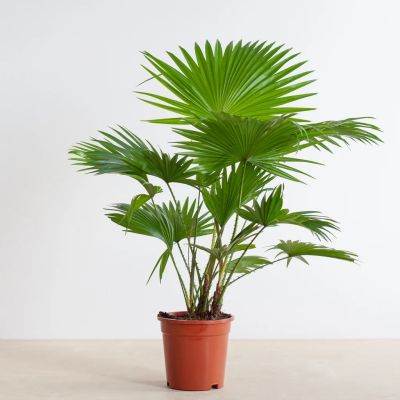 Washingtonia-livistona-P17-1-1024-1 1