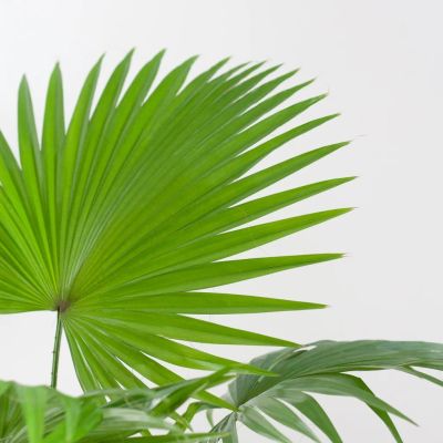 Washingtonia-livistona-P17-8-1024-1 1