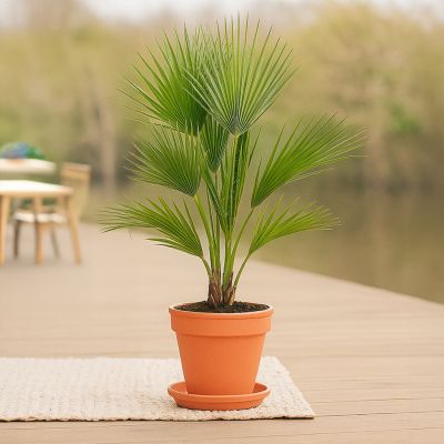 Washingtonia-livistona-P17-1-1024-1 1