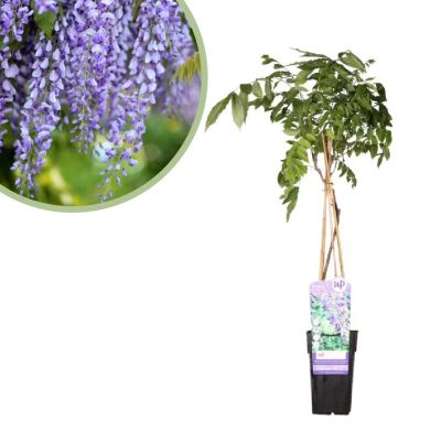 Wisteria-sinensis-prolific-blauwe-regen-p15