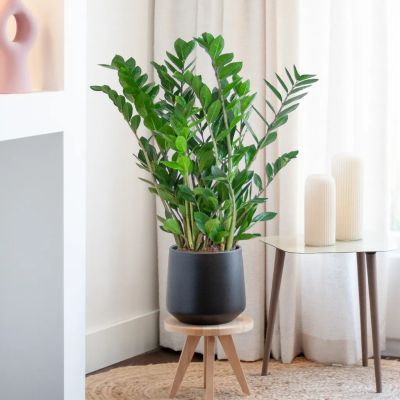 Zamioculcas-zamiifolia-zzplant-p21-L-1024