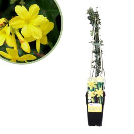 Porno multfilmlar ertaklar Tukli oyoqlar va mushuk porno