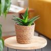 Haworthia West Jogo - Sterplant - P12