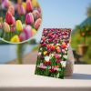 Tulpenbollen mix '60 dagen kleurenpracht' - 20 stuks