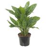 Aglaonema Stripes - P 27 cm