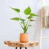 Alocasia Cucullata - P12