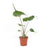 Alocasia Stingray - P 12 cm