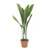 Aspidistra Elatior - Kwartjesplant - P17