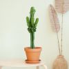 Euphorbia Erytrea - Cowboycactus - P19