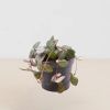 Mini Ceropegia