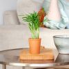Mini Chamaedorea Elegans - Kamerpalm - P6