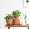 Chlorophytum Comosum Duo - P12