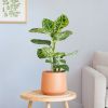 Dieffenbachia Reflector (Camouflage plant) - P 17 cm