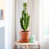 Euphorbia Trigona - Afrikaanse Melkboom - P17