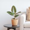 Ficus Elastica - Rubberplant - P12