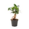 Mini Ficus Ginseng (Microcarpa) - P 6 cm