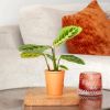 Mini Maranta red stripe - Gebedsplantje - P6