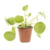 Pilea Peperomioides Mojito - P13