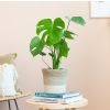 Monstera Deliciosa - P17