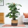 Monstera Deliciosa - Gatenplant - P27