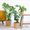 Monstera Plantenbox (3 stuks)