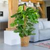 Gatenplant (Monstera Deliciosa) - P24
