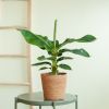 Musa Tropicana (Bananenplant) - P17