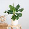 Musa Dwarf Cavendish - Bananenplant - P21