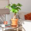 Pachira Aquatica (Geldboom) - P12