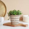 Callisia Repens Turtle - P12