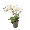 Phalaenopsis Wildflower - Orchidee - P12