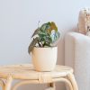Philodendron Brandtianum - P12