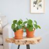 Pilea Peperomioides Duo - P13