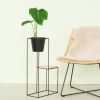 Philodendron Pastazanum - P15