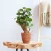 Polyscias Fabian - Aralia - P12