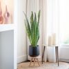 Sansevieria Zeylanica - Vrouwentong - P21