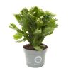 Lidcactus wit (Schlumbergera) - P 12 cm